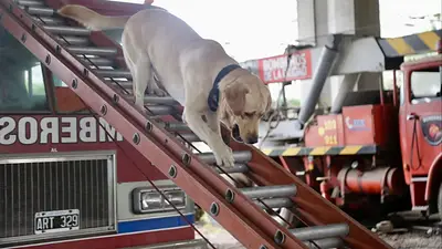 Perro bombero en Buenos Aires Perro bombero en Buenos Aires