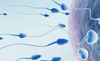 Cambio climático y reproducción: qué dicen los expertos sobre la infertilidad en hombres | Salud