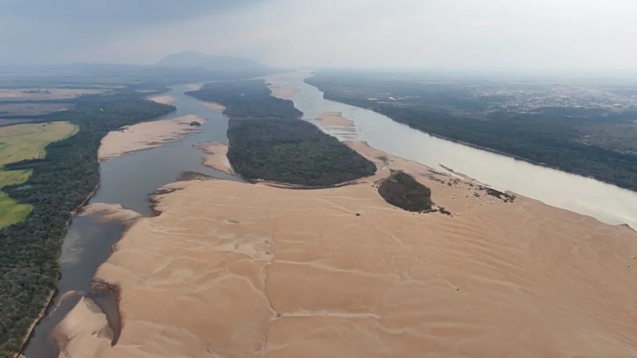 Los bosques del mundo no lograron frenar las emisiones climáticas en 2023: estudio