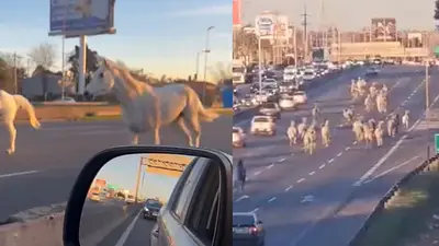 Qué pasó con la tropilla de 46 caballos que irrumpieron en medio de la autopista Panamericana. A dónde se llevaron a los caballos de la Panamericana. Qué pasó con la tropilla de 46 caballos que irrumpieron en medio de la autopista Panamericana. A dónde se llevaron a los caballos de la Panamericana.