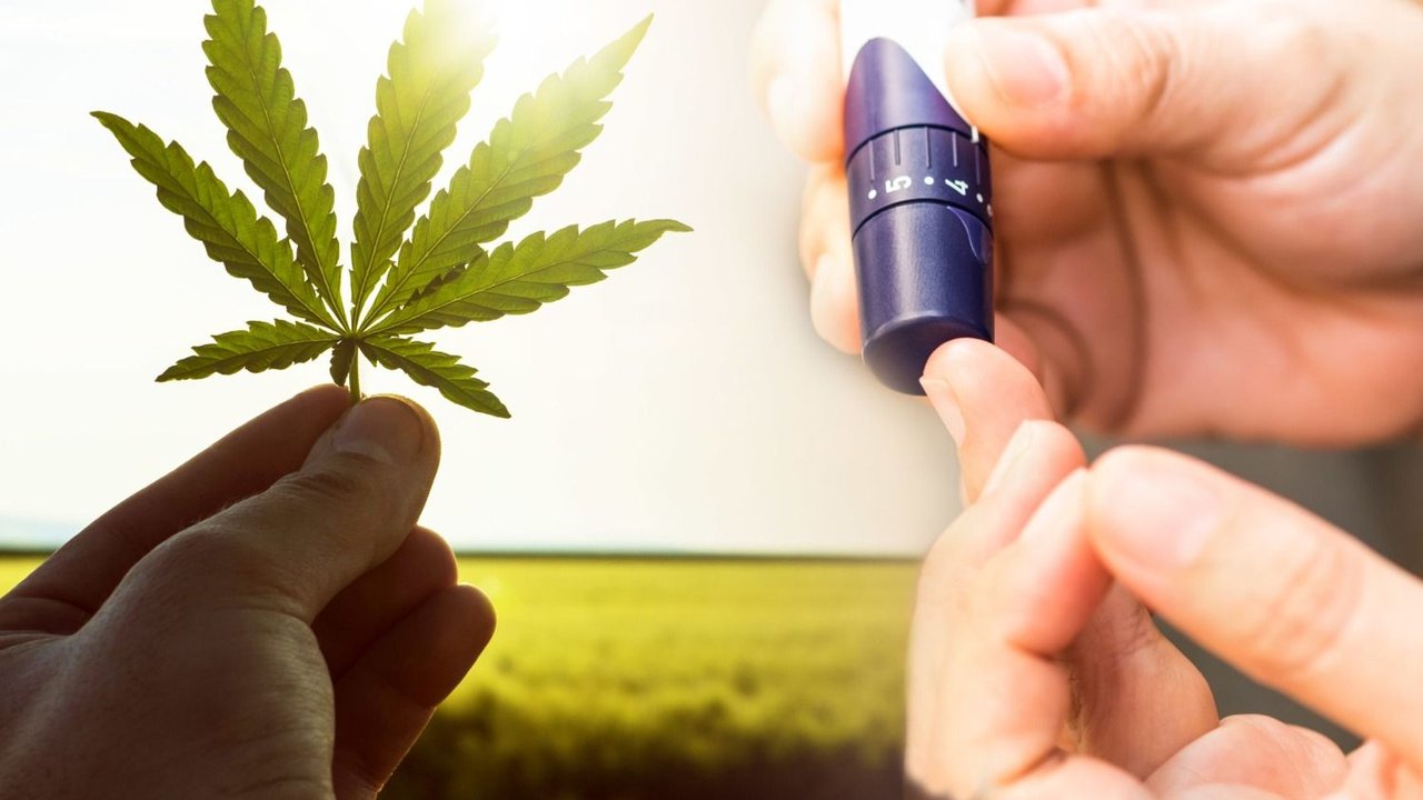 ¿Existe una relación entre la diabetes y el cannabis? Qué dicen expertos argentinos