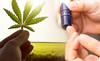 ¿Existe una relación entre la diabetes y el cannabis? Qué dicen expertos argentinos | Salud