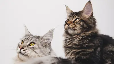 Soñar con gatos Soñar con gatos