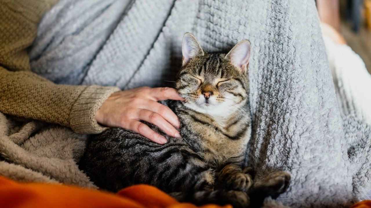 Persona acariciando gato