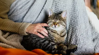 Persona acariciando gato Persona acariciando gato