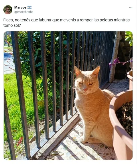 gatos, sol, frío, rayos solares