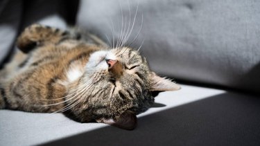 ¿Por qué los gatos buscan estar al sol?