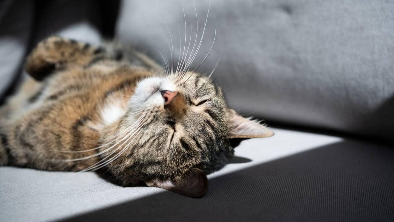gatos, sol, frío, rayos solares