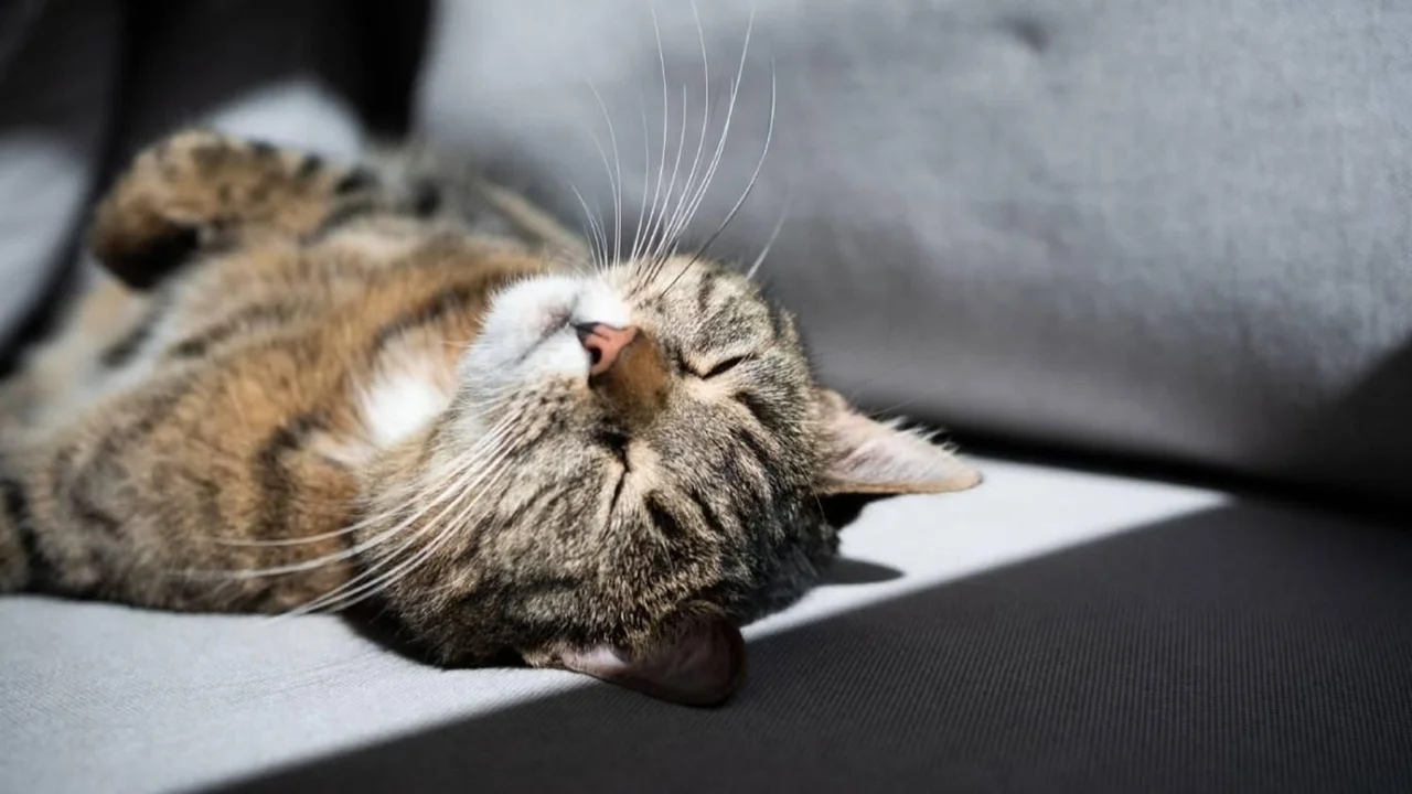 gatos, sol, frío, rayos solares