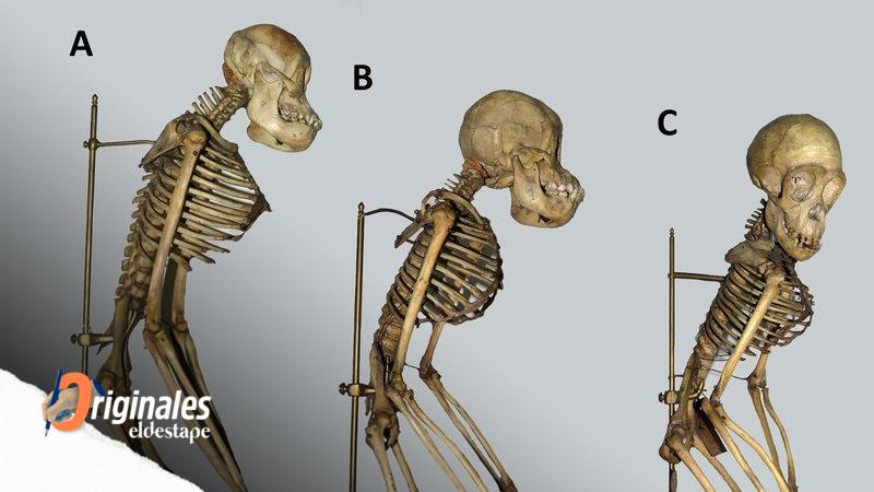Historia secreta de una colección de esqueletos de simios del Museo Argentino de Ciencias Naturales