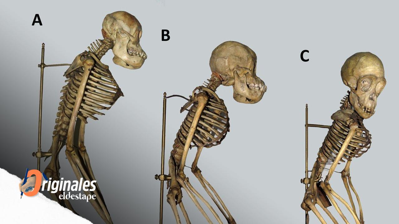 Historia secreta de una colección de esqueletos de simios del Museo Argentino de Ciencias Naturales