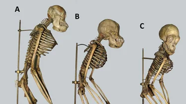Historia secreta de una colección de esqueletos de simios del Museo Argentino de Ciencias Naturales
