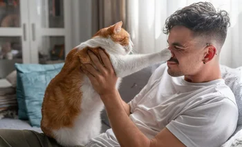 Shock por cómo un gato elige a su “persona favorita”, según la IA | Tecnología