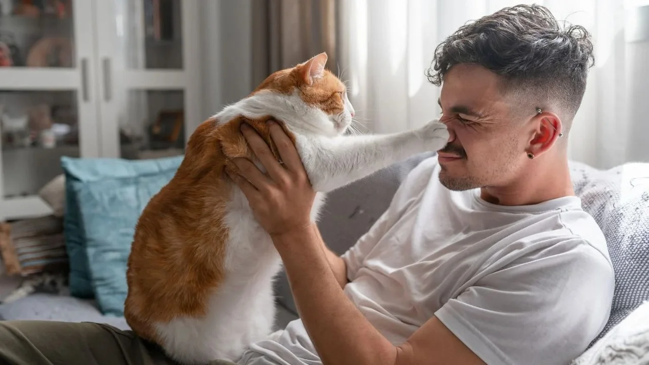 Shock por cómo los gatos eligen a su “persona favorita” en cada lugar, según la Inteligencia artificial