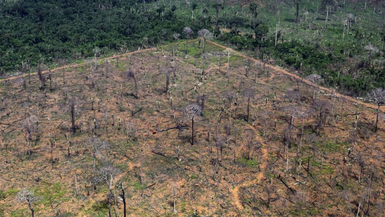 Países de la UE piden más cambios a las normas sobre deforestación