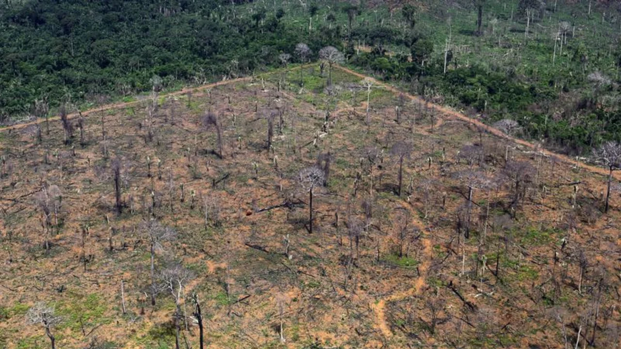 Países de la UE piden más cambios a las normas sobre deforestación