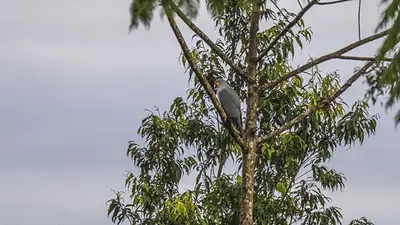 Azor de Nueva Bretaña Azor de Nueva Bretaña