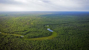 Gran Chaco: desde Formosa aseguraron que la provincia conservó el 78% de sus bosques nativos
