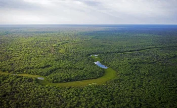 Aseguraron que la provincia conservó el 78% de sus bosques nativos | Bosques nativos