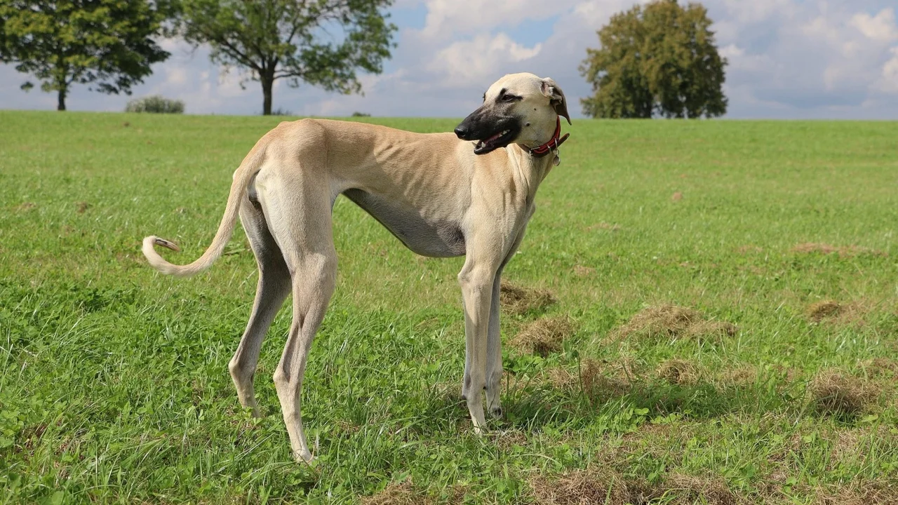 Perro Sloughi