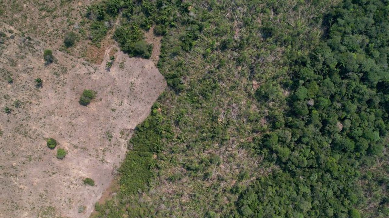 El estado brasileño de Piauí planea créditos de carbono para proteger la selva tropical