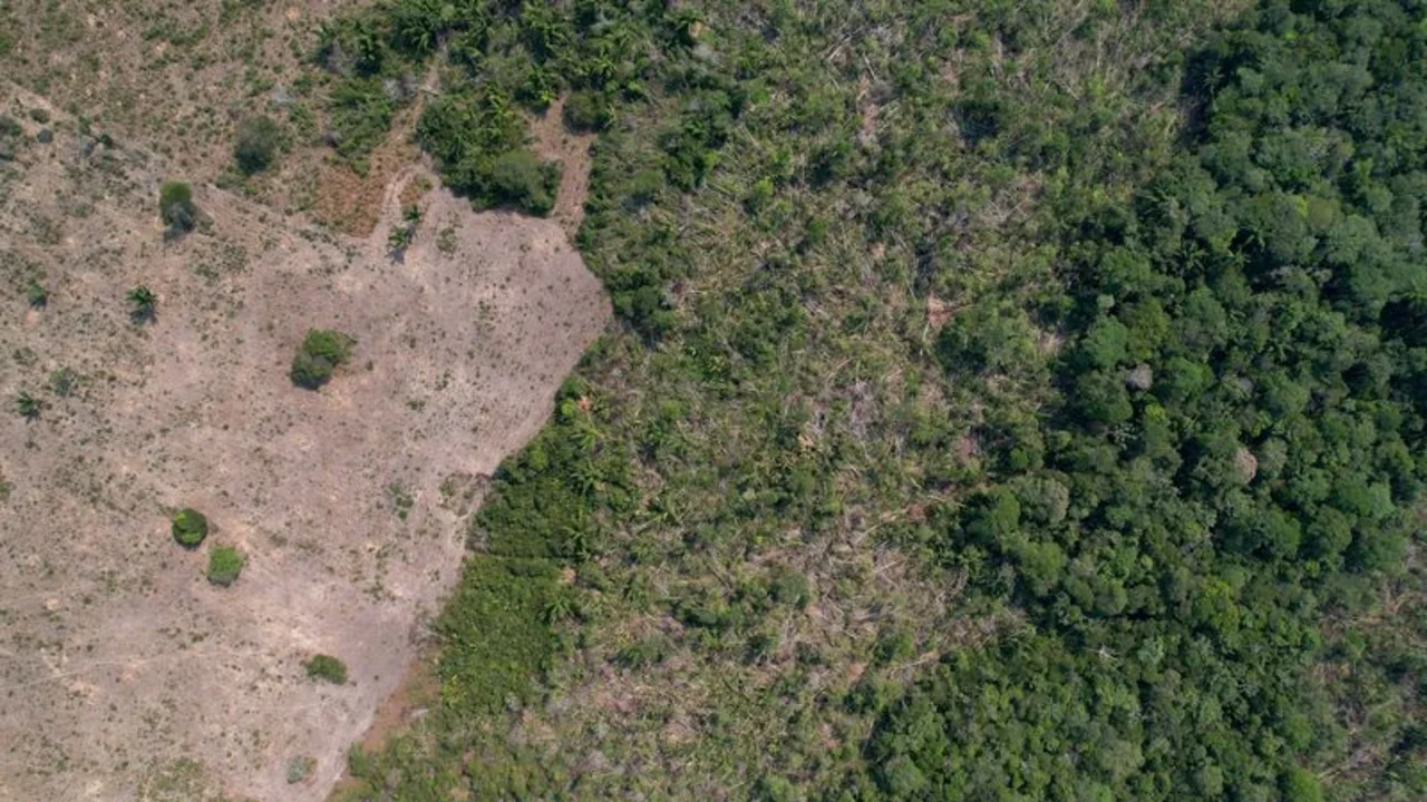 El estado brasileño de Piauí planea créditos de carbono para proteger la selva tropical