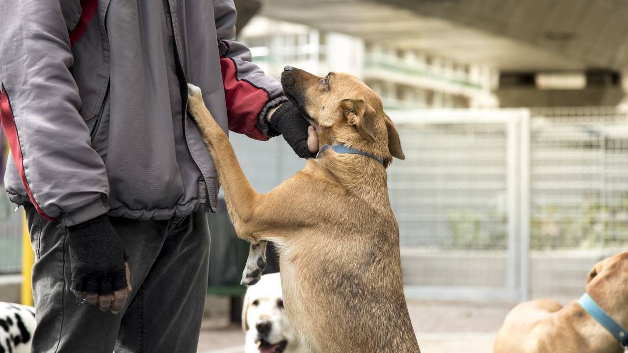 Perro y su dueño
