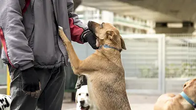 Perro y su dueño Perro y su dueño