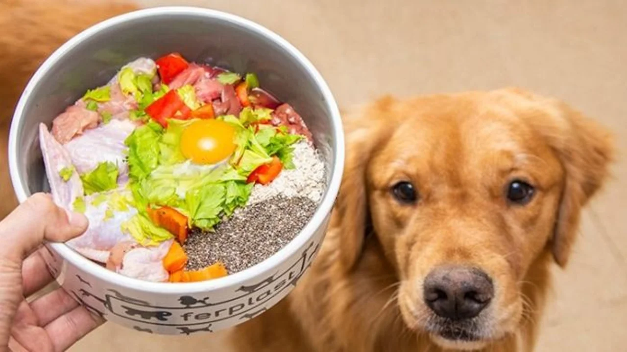 Que frutas y verduras no pueden comer los perros. Puedo darle palta a mi perro. Por qué los perros no pueden comer palta. Intoxicación en perros por palta.