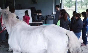Peligra la continuidad de un hospital equino de Quilmes: cómo donar | Caballos