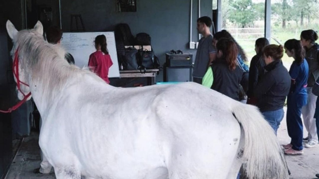 Caballo