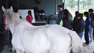 Caballo Caballo