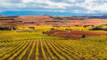 Vacaciones de invierno 2025: la mística Ruta del Vino que invita a recorrer sus paisajes y gastronomía