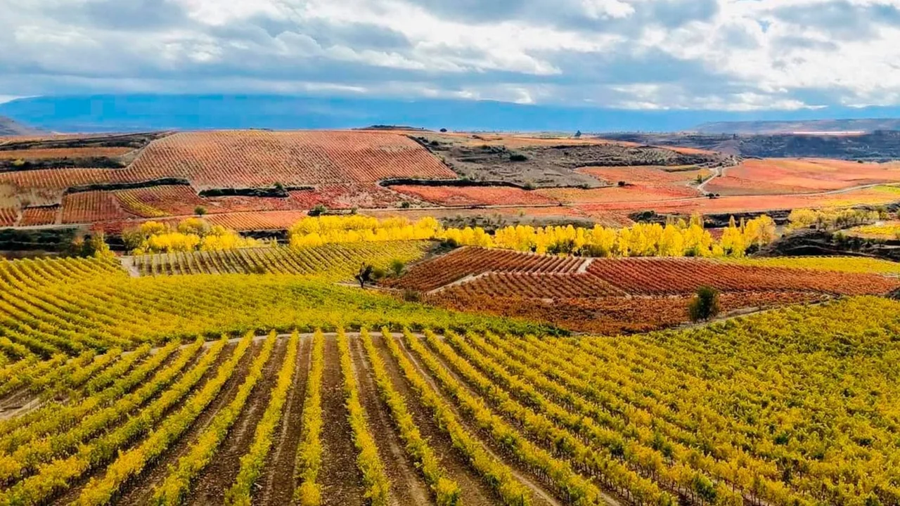 Vacaciones de invierno 2025: la mística Ruta del Vino que invita a recorrer sus paisajes y gastronomía