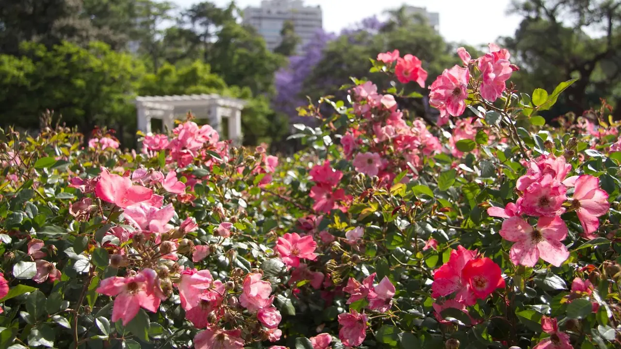 Rosas
