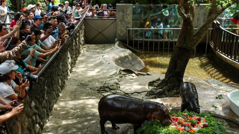 La hipopótama tailandesa Moo Deng celebra su primer cumpleaños ante una multitud