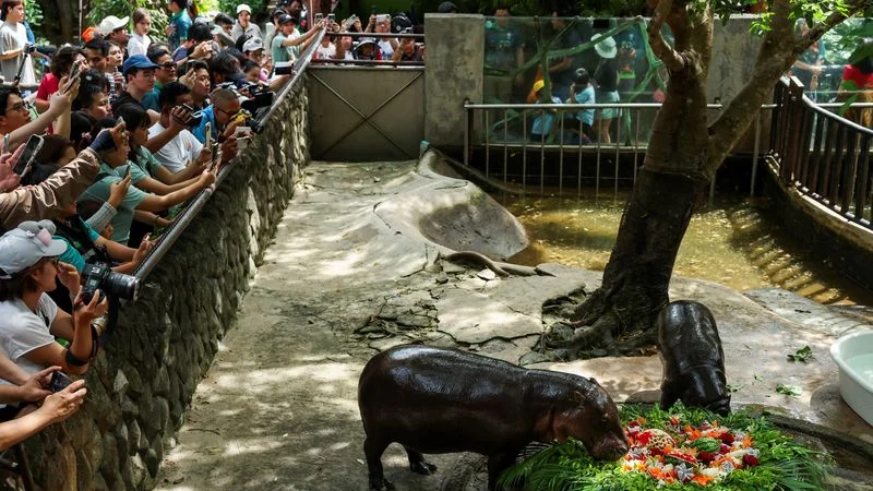 La hipopótama tailandesa Moo Deng celebra su primer cumpleaños ante una multitud