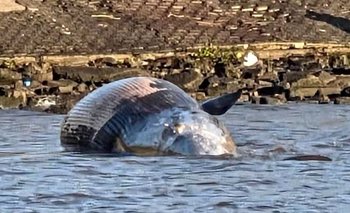 Ballena varada en Vicente López: qué pasó con el cetáceo y cuál es el peligro | Vicente lópez
