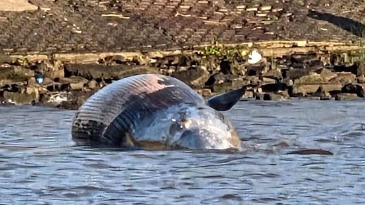 Ballena varada en Vicente López: qué pasó con el cetáceo y cuál es el peligro