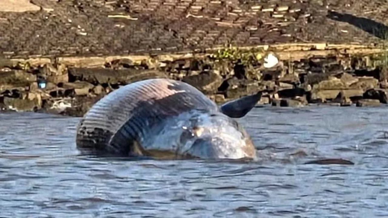 Ballena varada en Vicente López: qué pasó con el cetáceo y cuál es el peligro