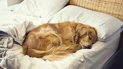 Perro en la cama Perro en la cama