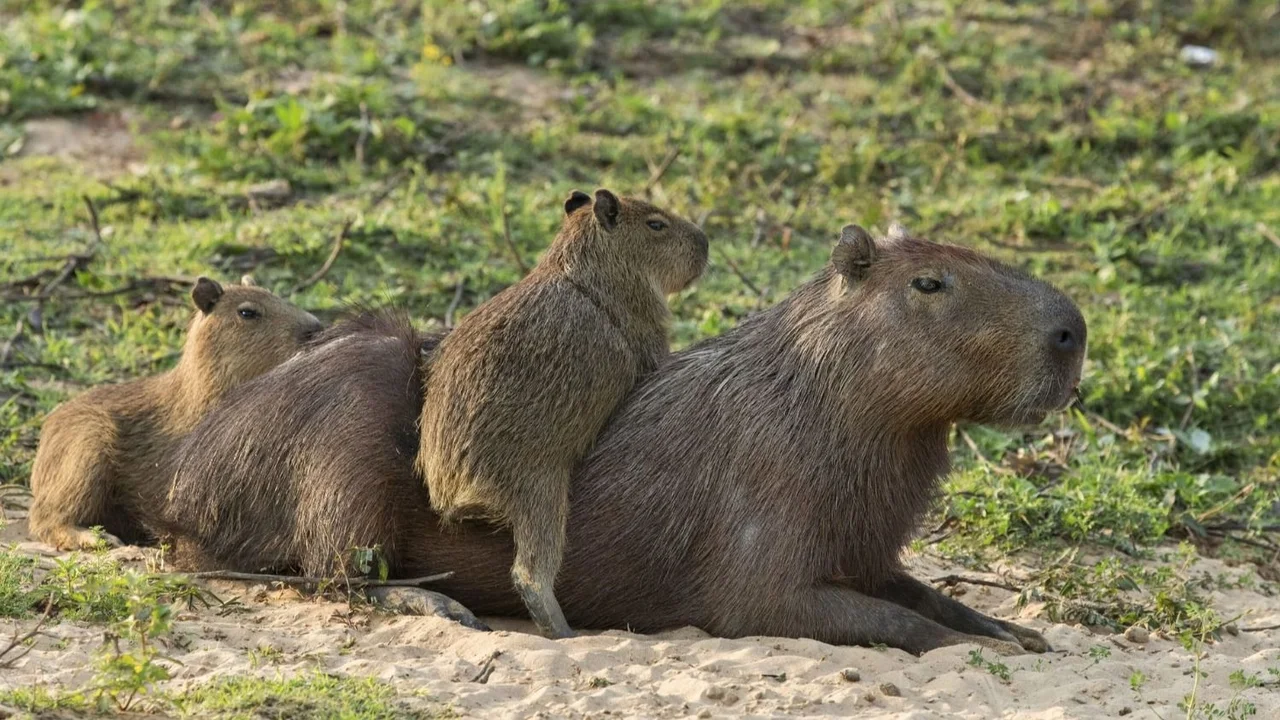 carpinchos, capibara, animales,