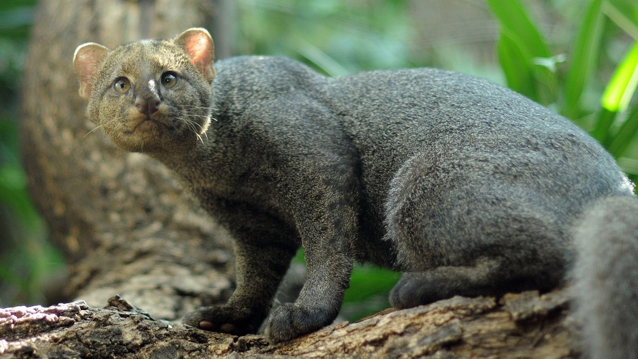 Yaguarundí.