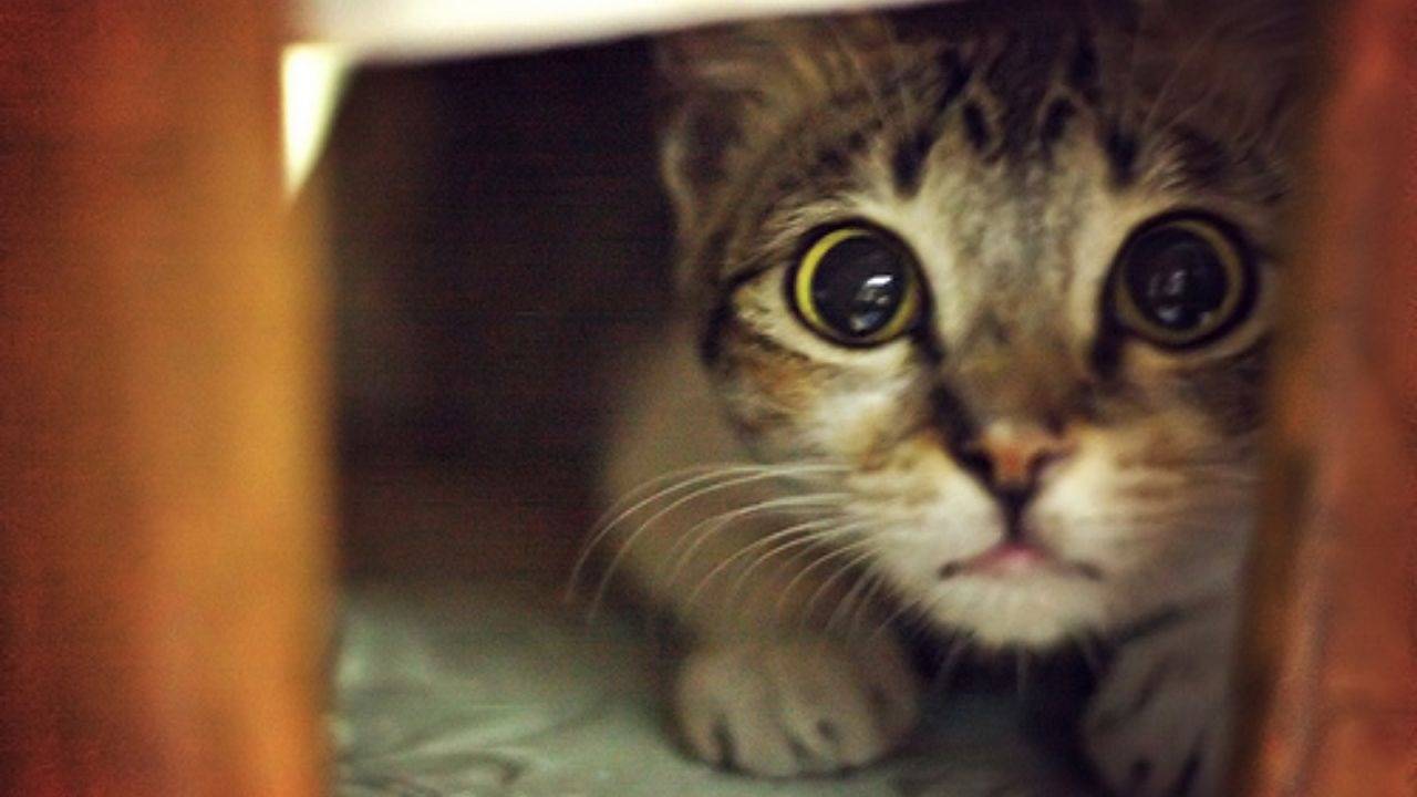 Gato con ojos dilatados.