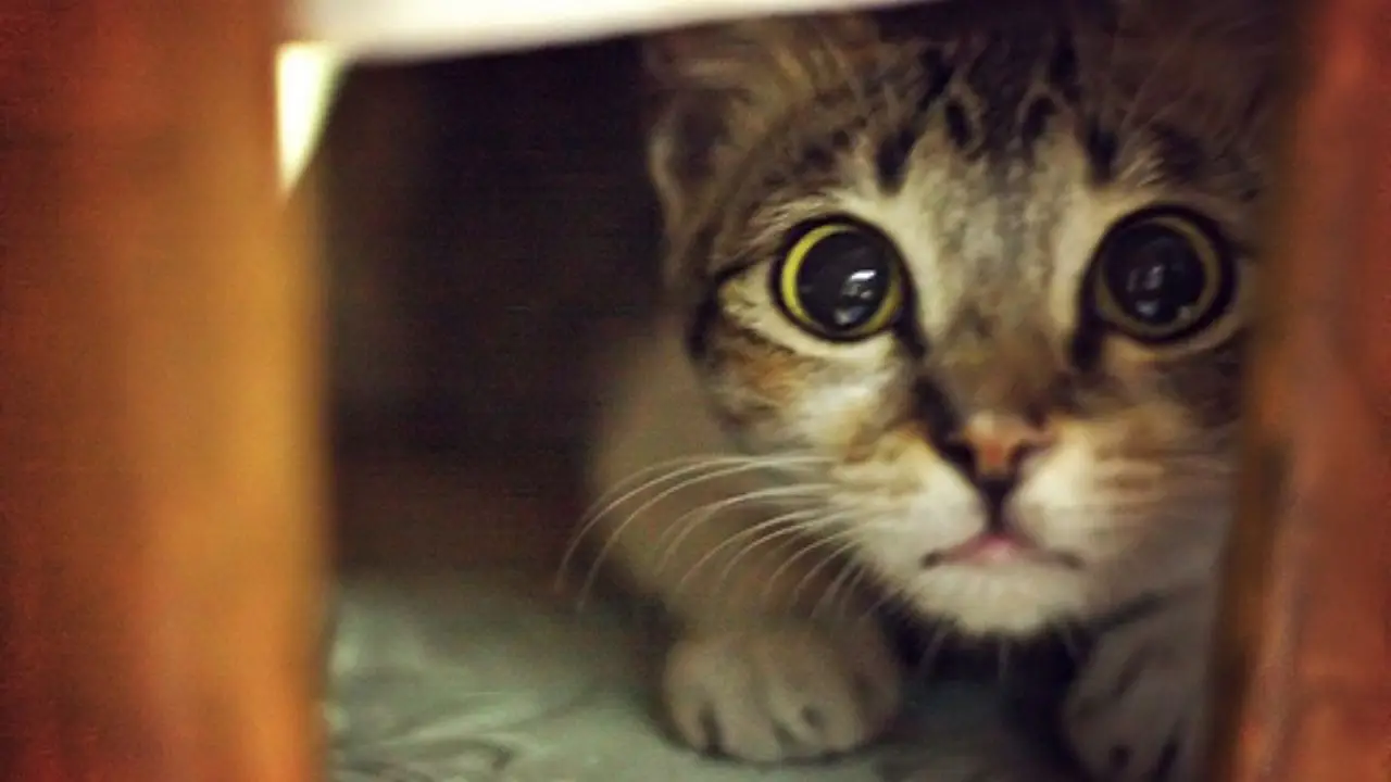 Gato con ojos dilatados.
