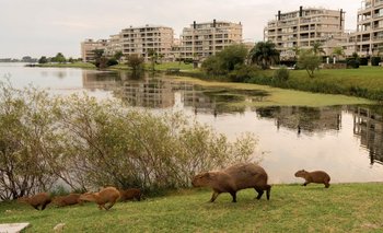 El Gobierno evalúa medidas por la superpoblación de carpinchos en Tigre | Tigre 
