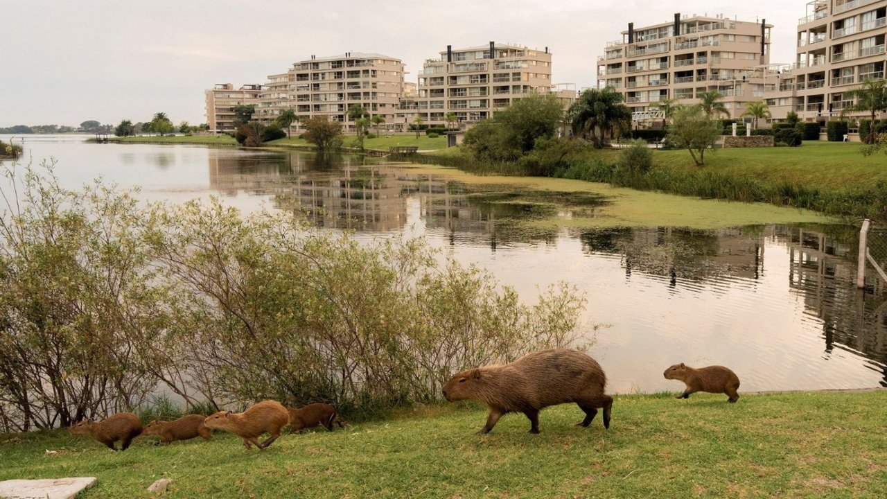El Gobierno piensa medidas por la superpoblación de carpinchos en Tigre