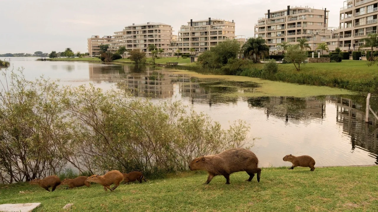 El Gobierno piensa medidas por la superpoblación de carpinchos en Tigre