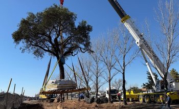 Desalojaron a manifestantes y trasladaron un árbol quebracho de casi 300 años | Villa allende
