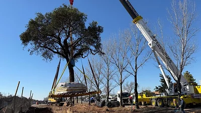 El traslado del histórico árbol en Villa Allende. El traslado del histórico árbol en Villa Allende.